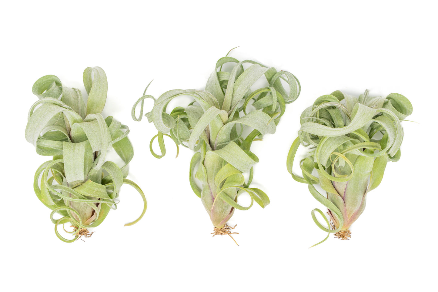 Tillandsia Curly Slim (T. Intermedia x T. Streptophylla) Air Plant